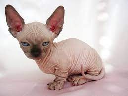 Sphynx-cat-for-sale-in-pa-hd-info-about-sphynx-kitten-baby-wallpaper-hdjpg 1280960 Baby Hairless Cat Dog Cat Pictures Hairless Cat