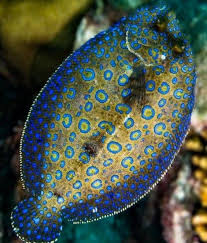 Photo Bgbarrelridr Beautiful Sea Creatures Sea And Ocean Under The Sea