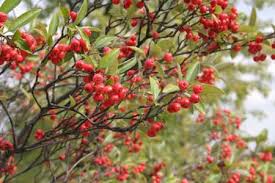 But you'll receive a double reward if your dogwood tree is one of the species that produces red berries after the flowers fade. Types Of Red Berries That Grow On Trees Or Shrubs Identification Guide