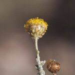 Image result for Pentzia incana