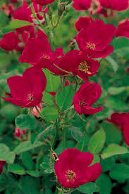 Image result for Autumn Rose 1958 Kelvinator