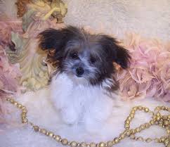 Maltipoo and yorkiepoo breeder in austin, texas!! Purebred Poodle Mix Designer Puppies For Sale