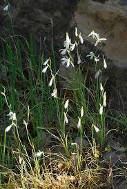 Image result for Hesperantha longicollis