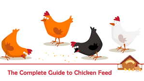 The Complete Guide To Chicken Feed