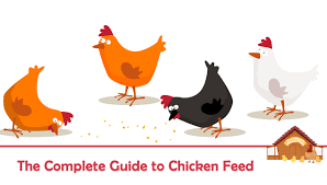 the complete guide to chicken feed