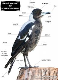 Magpie Anatomy Australian Native Animals Pet Birds Birds Of Australia