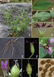 Image result for Silene abyssinica