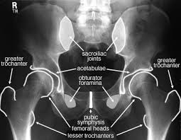 The pelvic diaphragm is composed of the ischiococcygeus muscle and levator ani muscle, the latter of which consists of the iliococcygeus, puborectalis, and pubococcygeus muscles. Radiographic Anatomy Of The Skeleton Hip Anteroposterior Ap View Labelled Radiology Imaging Medical Anatomy Radiology Student