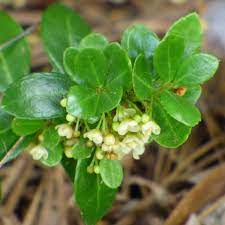 Smelly Boxwood Shrubs Boxwood Bushes That Smell Like Cat Urine