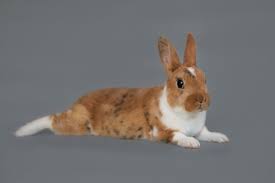 Mini Rex Rabbit Facts Lifespan Behavior Care Guide With Pictures Pet Keen