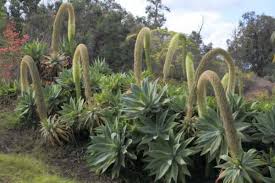 It bears pale greenish yellow flowers which will give way to seed pods and a profusion of new plantlets. Agave Attenuata Care Learn To Grow The Fox Tail Agave