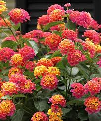 Pin On Flores Hermosas