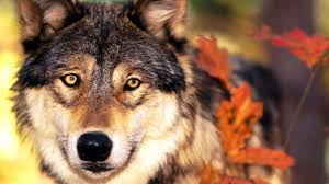 Wolf wallpaper app has easy to use and user friendly design. 4k Wallpapers Wolf Teeth 4k Wallpapers Wolf Teeth Wallpaper Wolf Wolf Teeth Wolf Wallpaper