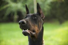 Ear Cropping Styles For Dobermans Animals Mom Me