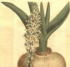 Image result for Drimia calcarata