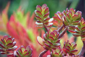 Maybe you would like to learn more about one of these? Why Is My Jade Plant Turning Red With Photos Succulents Network
