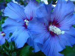 Shy Blue Rose Of Sharon 3 Flower Garden Plants Hardy Hibiscus Amazing Flowers