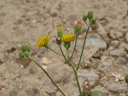 Image result for Crepis urundica