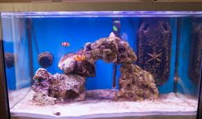 Aneka model meja aquarium jati jepara minimalis modern dan ukiran harga murah mulai 3 jutaan. 5 Model Aquarium Air Laut Yang Harus Anda Tahu