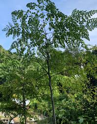 Image result for Moringa