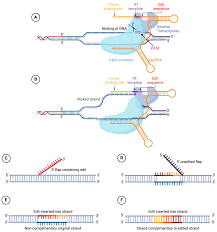 Image result for Eye Rest Green 1972 Hussmann