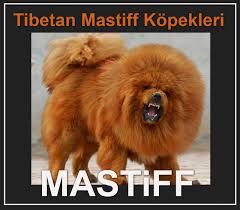 Tibetan Mastiff Kopekleri