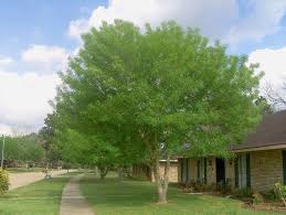 Image result for Fraxinus velutina