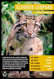Celebrate World Wildlife Day With These 8 Big Cat Top Trumps Cards Conservation Earth Touch News