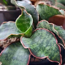 Image result for Xerophyta kirkii