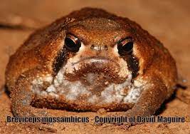 Mozambique Rain Frog Mozambique Rain Frog - Breviceps Mossambicus Mozambique Reptiles And Amphibians Outdoor Family Photography