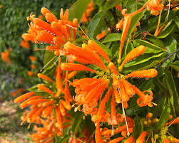 Image result for Pyrostegia