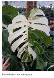 Monstera Variegata Bontemonstera Monsteravariegata Plants Pretty Plants White Plants