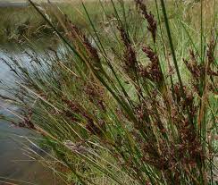 Image result for Juncus kraussii