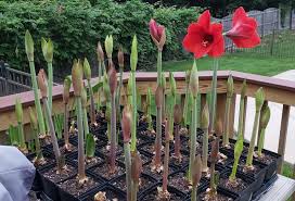 Image result for Hippeastrum sp. cultivars