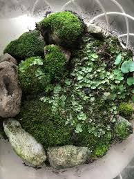 Image result for Didymoglossum