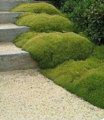 Pin By Jeb Bie On Design Landscape Native Garden Landscape Design Ground Cover Plants