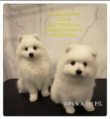 Our shops are currently in the process of reopening, with safety measures in place following. Pet Shops Near Me Hiring Pet S Gallery