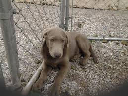 To make sure that our. English Silver Lab Puppy For Sale In Hagerstown Maryland Classified Americanlisted Com