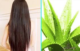 طريقة استخدام جل الألوفيرا للشعر الجاف والدهني مجلة جمالك