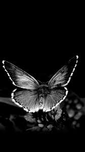 Black And White Insect Photos Pin By Ana Perfect On Animals Insect Photography Insect Photos Black Aesthetic