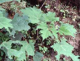 Image result for Girardinia diversifolia