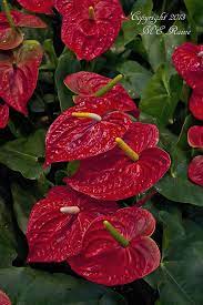 Pin On Florals