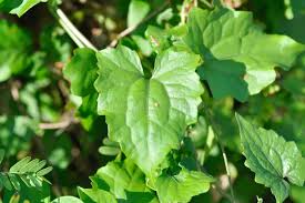 Image result for Mikania cordata
