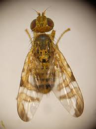 Image result for Cyathula cylindrica