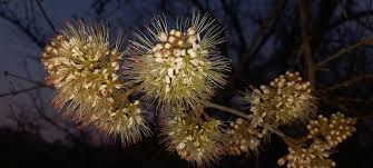 Image result for Combretum mossambicense
