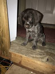We are committed to offering german wirehaired pointers puppies who will grow up to become important members of your family. German Wirehaired Pointer Puppies For Sale Glyndon Mn 314332