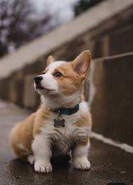Wowwww So Sweeeet My Little Dogi Dog