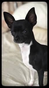 Black And White Chihuahua Puppy 6 Unbelievable Training Chihuahuas With Praise And Affection Ideas Chihuahua Puppies Pomchi Puppies Cute Chihuahua