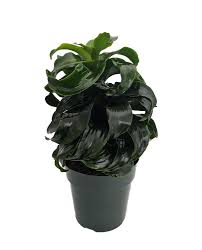Image result for Dracaena fragrans