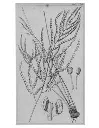 Image result for Hermannia boraginiflora